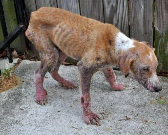 Sad Emaciated Rescued Dog Recovers