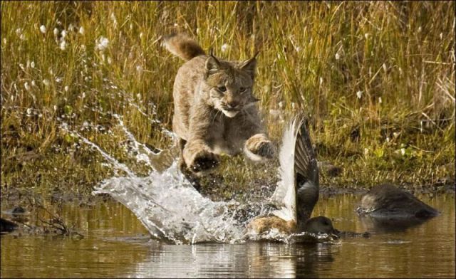 Wild Lynx Hunting