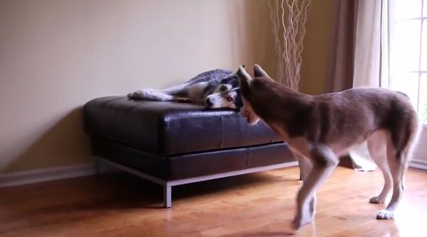 2 Talking Dogs Get into a Heated Argument [VIDEO]