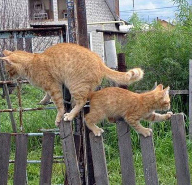 Two Cats, One Fence