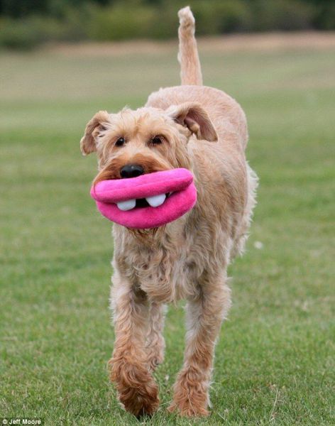 Amusing Toy for a Dog