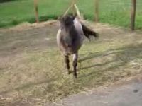 Smart Miniature Horse Does Some Tricks
