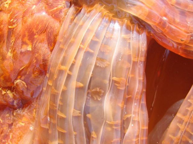 Giant Scary Jellyfish