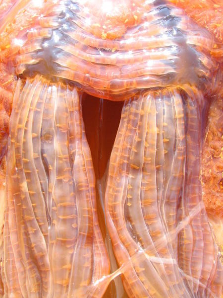 Giant Scary Jellyfish