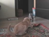 Cutest Dog vs Cat Fight You’ll See Today