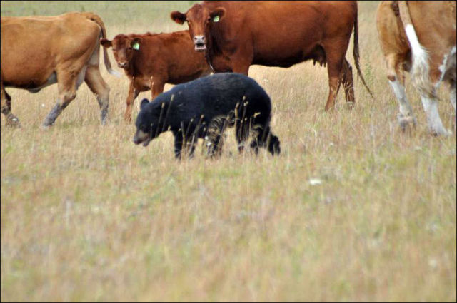 Cow Herd Battles a Bear