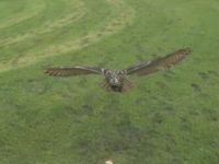 Flying Owl in Slow Motion