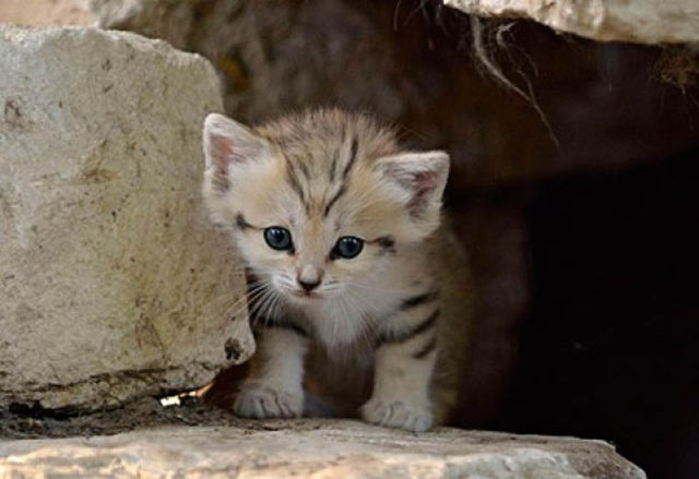 Rare and Unusual Sand Cat Kitten