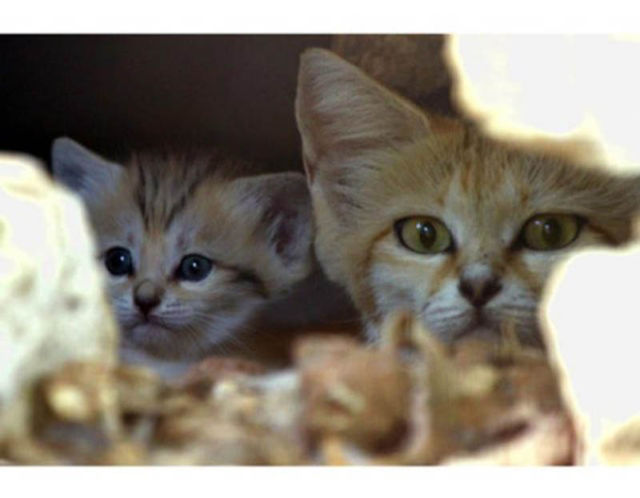 Rare and Unusual Sand Cat Kitten