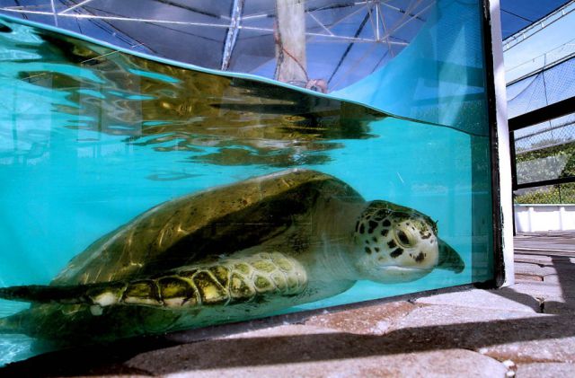 The Unusual Story of a Sea Turtle