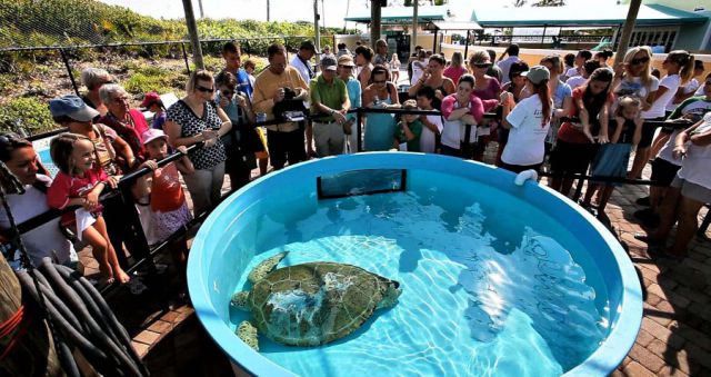 The Unusual Story of a Sea Turtle