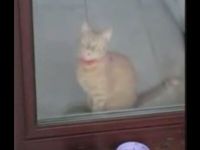 Kitty’s Funny Way of Showing It Wants to Come In
