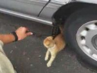 Kitten Won’t Let Mechanic Do His Job