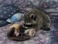 Raccoon and Ferret Are Best Buds