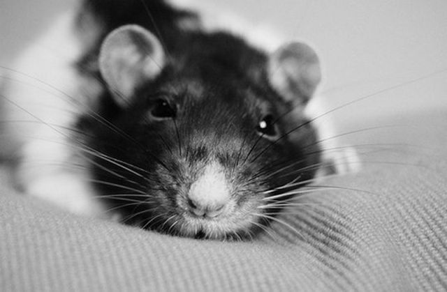 Cutest Rat You