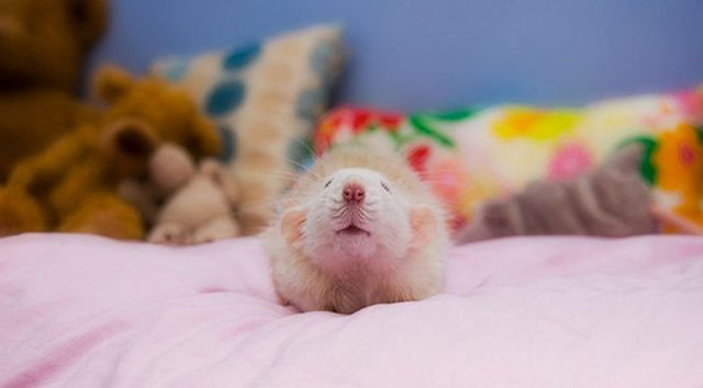 Cutest Rat You