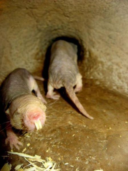 The Ugliest Rat in the World (7 pics) - Izismile.com