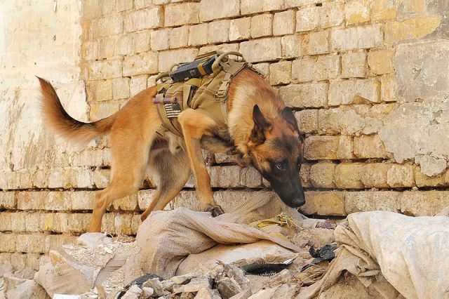 How War Dogs Really Work