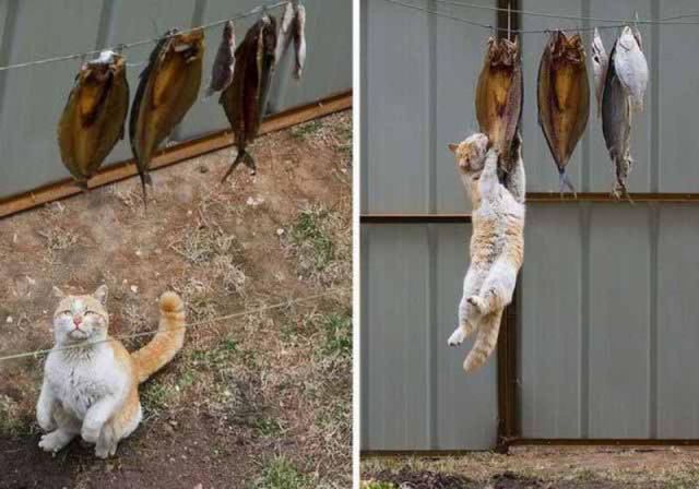 Cats do the Darnedest Things