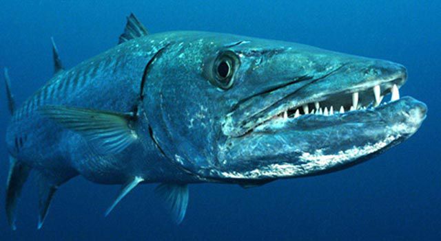 Ocean Critters That Will Scare You More than Sharks