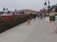 Dog Can Walk Itself!
