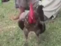 Rooster Bursts Out Laughing