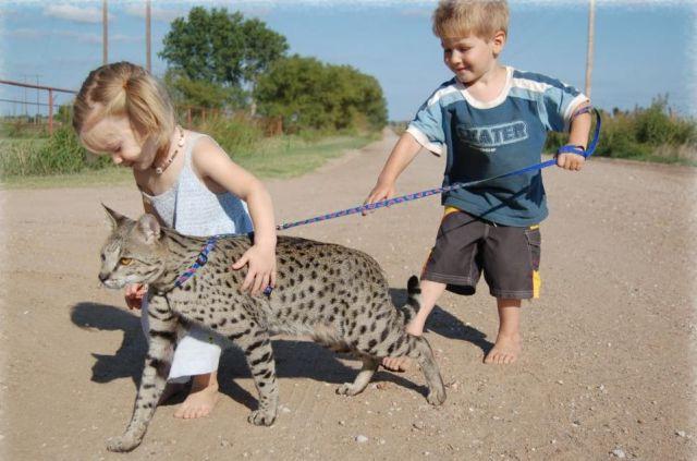 The Huge Domesticated Savannah Cat