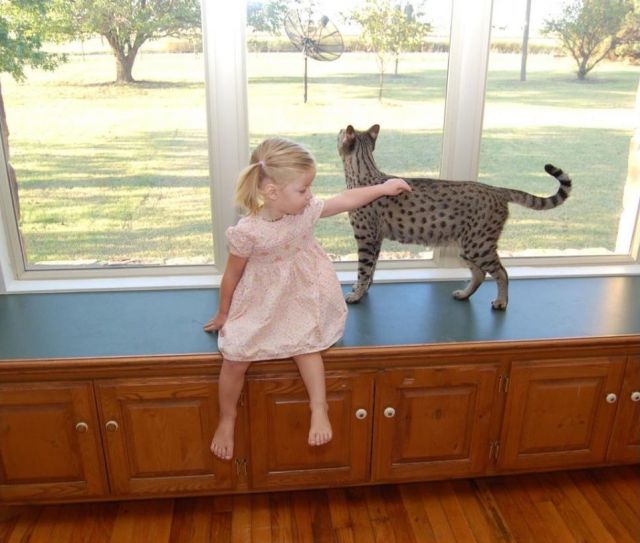 The Huge Domesticated Savannah Cat