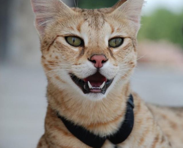 The Huge Domesticated Savannah Cat