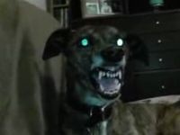 Scary Demonic Dog