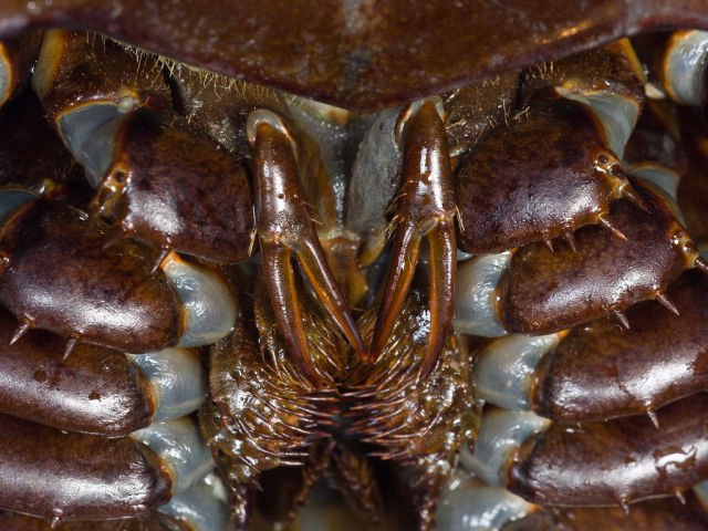 Amazing Horseshoe Crabs with Blue Blood