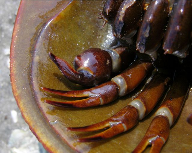 Amazing Horseshoe Crabs with Blue Blood