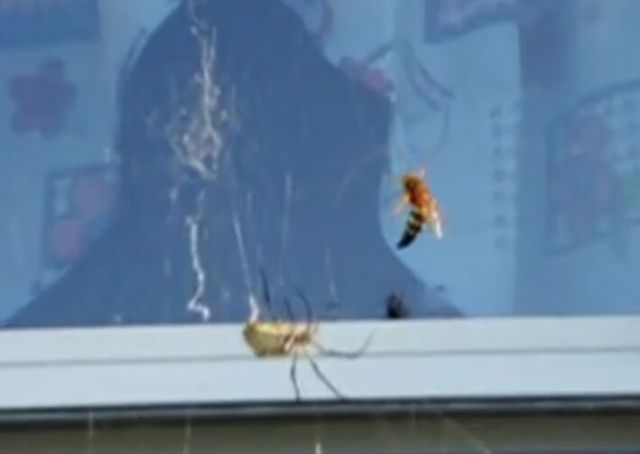 Garden Spider vs Giant Wasp [VIDEO]