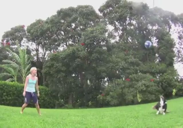 Dog Plays Volleyball Better than You [VIDEO]