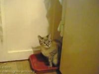 Cat Wants some Privacy