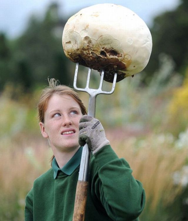 A Huge Mushroom