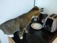 Cat vs Toaster