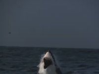 Awesome Slowmo Video of a Jumping Shark
