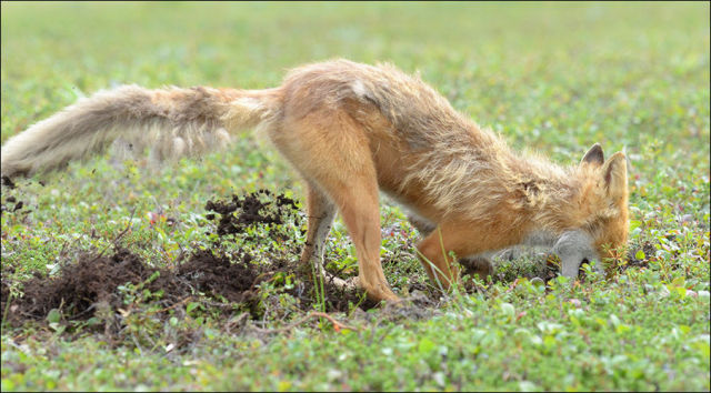 Fox Hunting for Its Prey