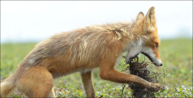 fox prey animals