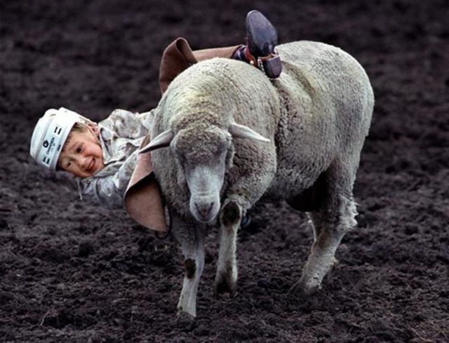 Sheep Getting Revenge on Obnoxious Children