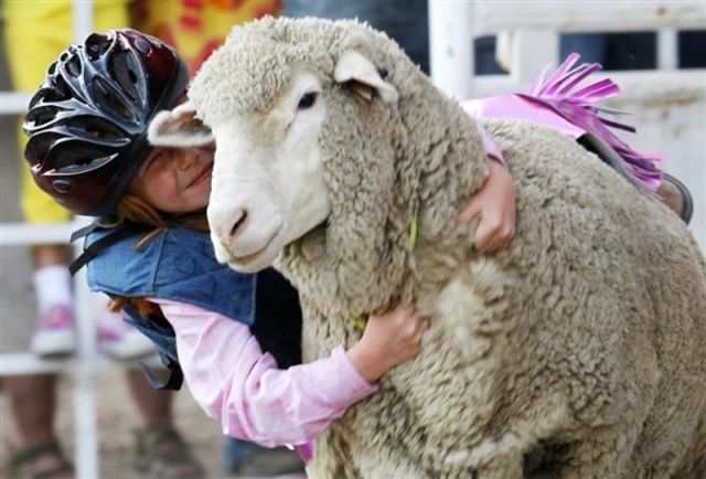 Sheep Getting Revenge on Obnoxious Children