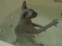 Funny Compilation of Cats in Water