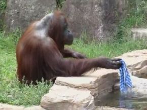 Smart Orangutan Cools Off Human Style