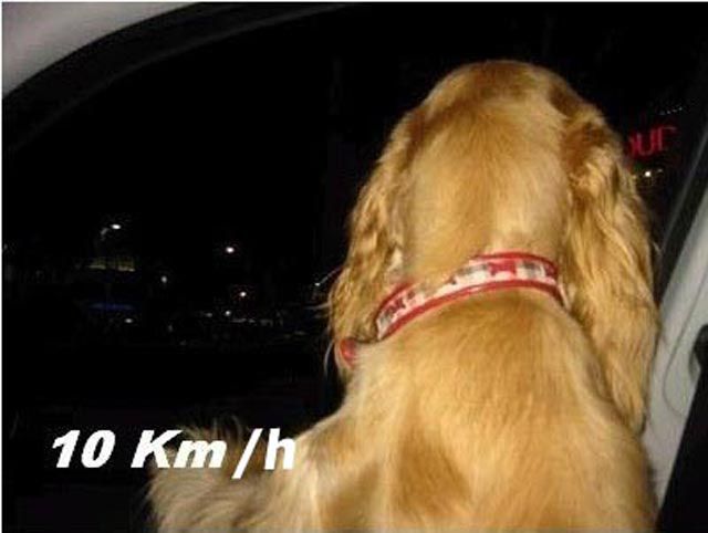 Doggy Likes High Speed