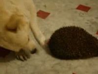 Dog Confused by Hedgehog