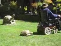 Tortoise vs Man in Motorized Chair