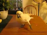 Parrot Confused by Laser Pointer