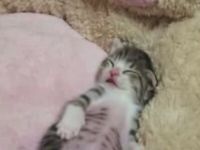 Cutest Waking Up Kitten
