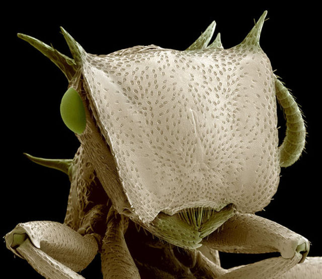 Close Ups of Insects in 3D